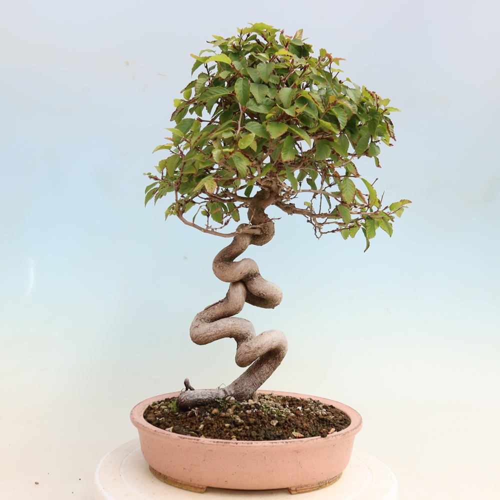 Bonsai voor buiten -Carpinus CARPINOIDES - Koreaanse haagbeuk