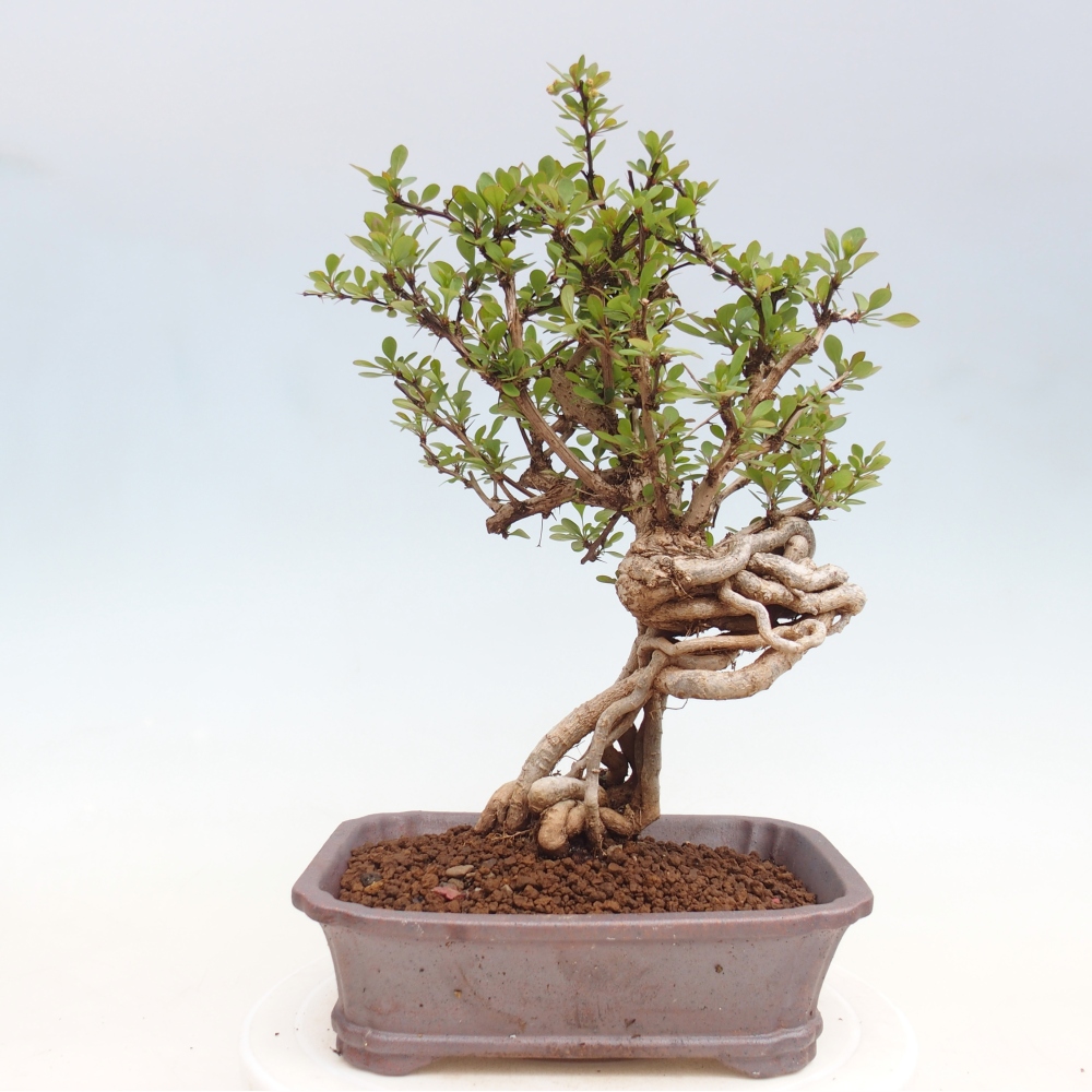 Bonsai voor buiten - Berberis coreana