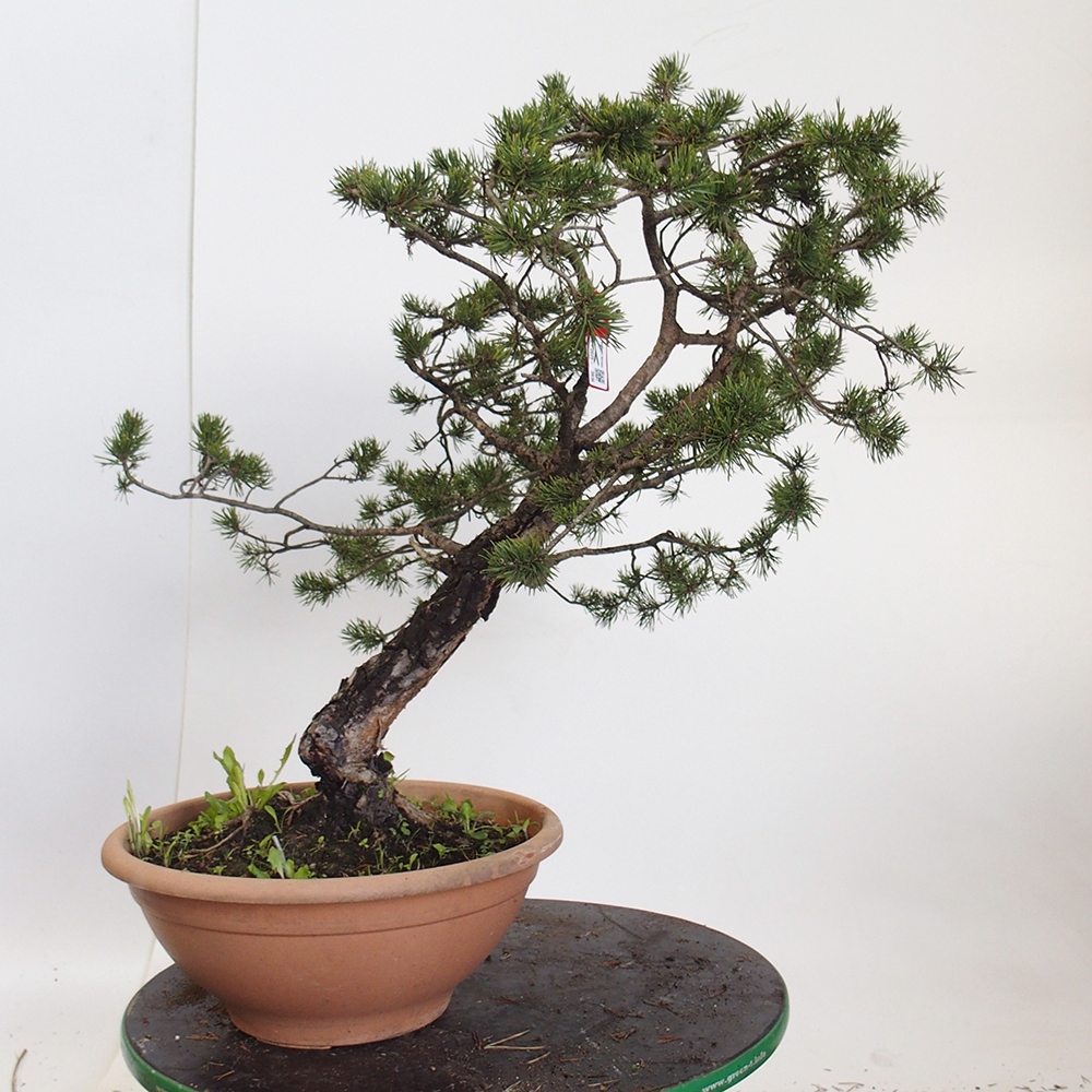 Yamadori - Pinus sylvestris Spanje