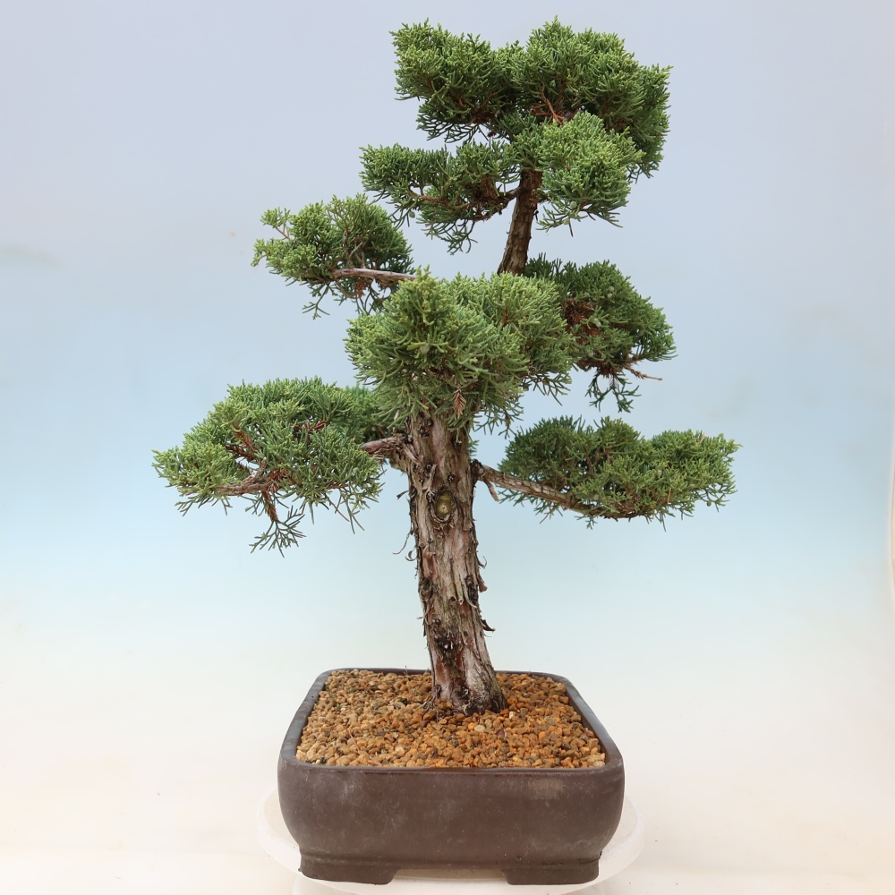 Bonsai voor buiten - Juniperus chinensis Kishu