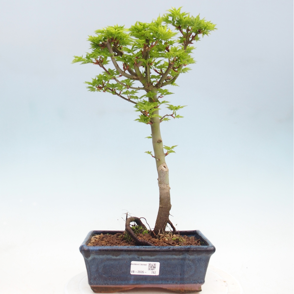 Bonsai voor buiten -Javor palm Acer palmatum Shishigashira