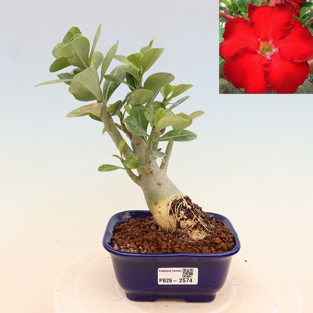 Kamerbonsai - Adenium obesum Red Star - Woestijnroos