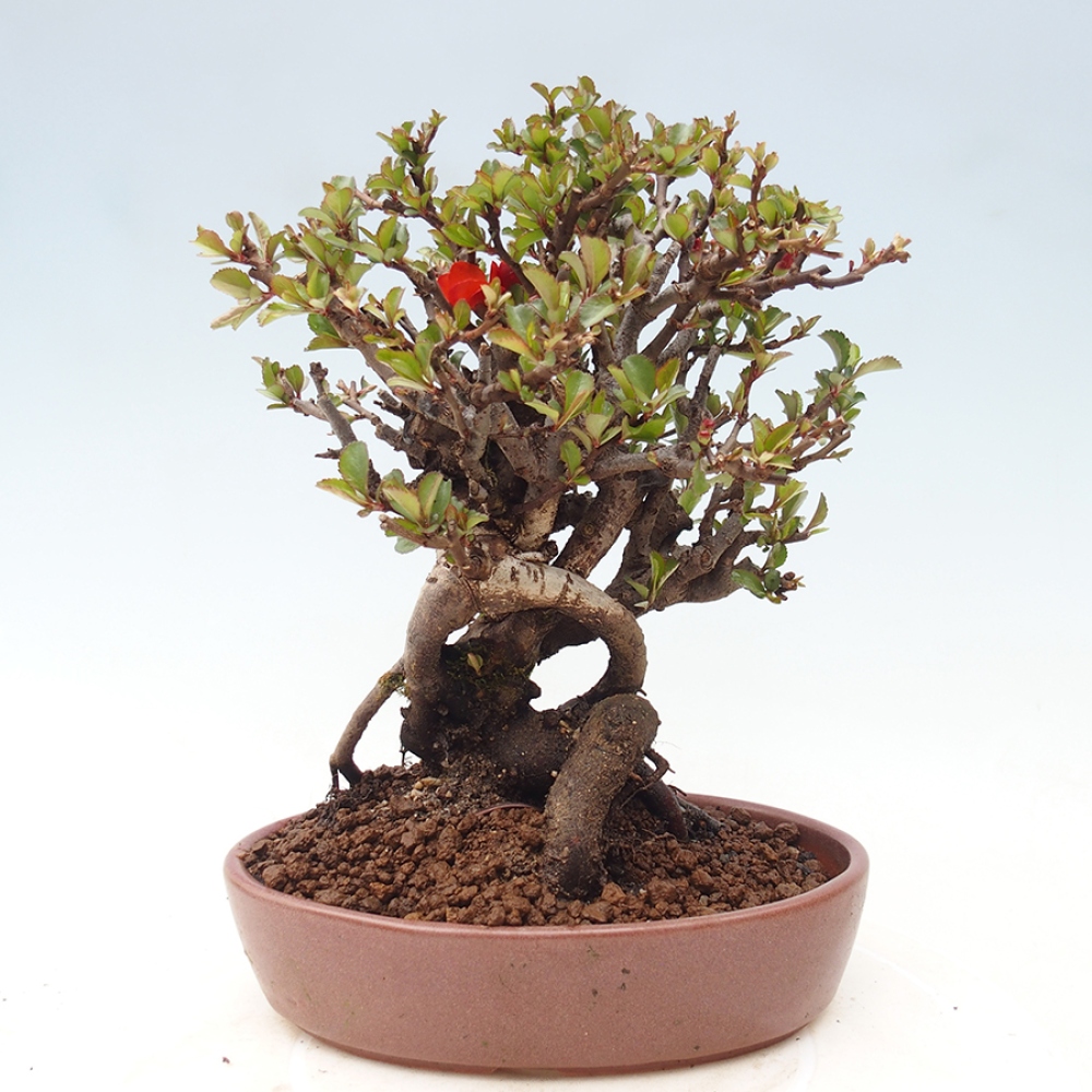 Bonsai voor buiten - Chaneomeles speciosa - Kweepeer