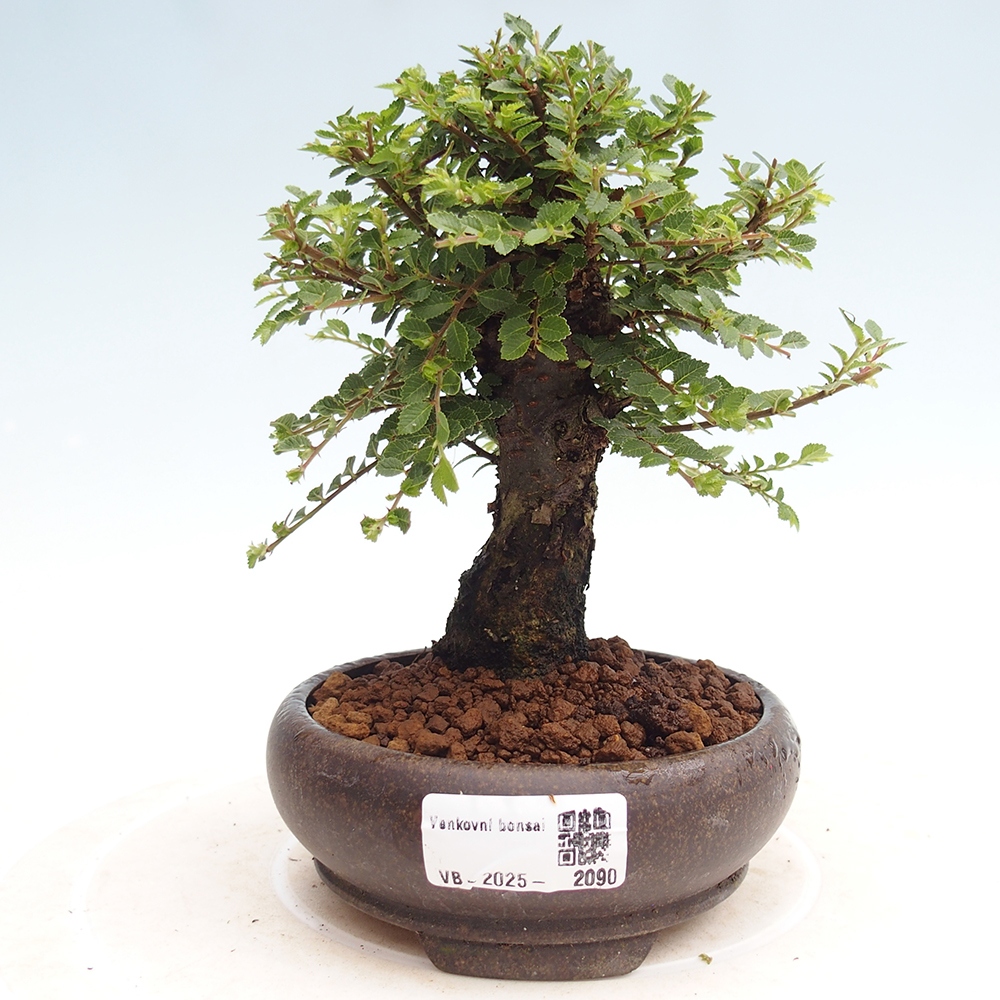Bonsai voor buiten - Ulmus parvifolia Hokkaido - Chinese iep