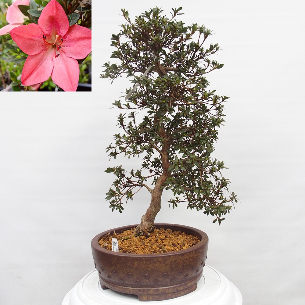 Bonsai voor buiten - Japanse Azalea - Azalea Akari