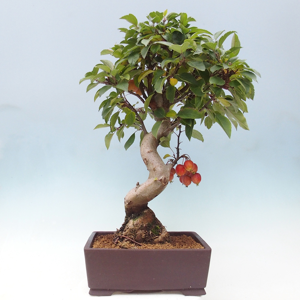 Bonsai voor buiten -Malus halliana - Appelboom met kleine vruchten