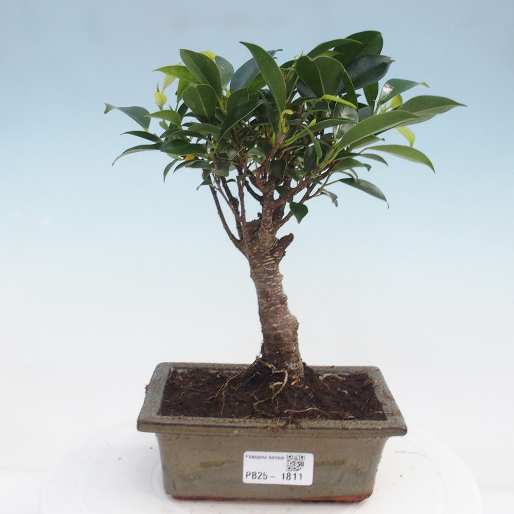 Kamerbonsai - Ficus retusa - kleinbladige ficus
