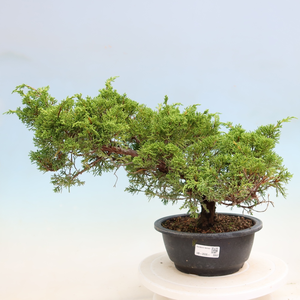 Bonsai voor buiten - Juniperus chinensis Itoigawa-Juniperus chinensis