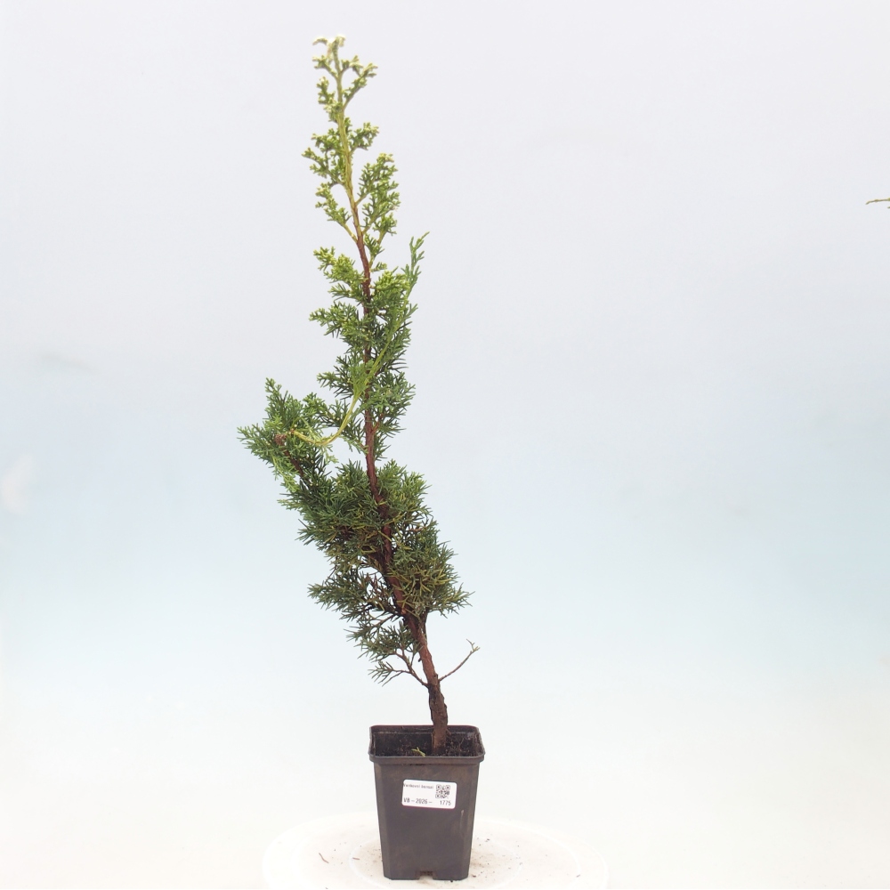 Bonsai voor buiten - Juniperus chinensis Kishu