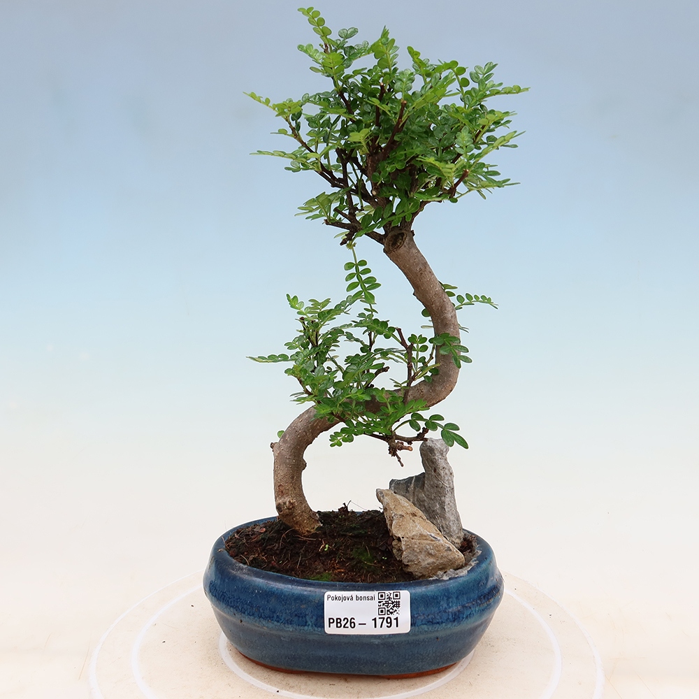 Kamerbonsai - Zantoxylum piperitum - peperboom