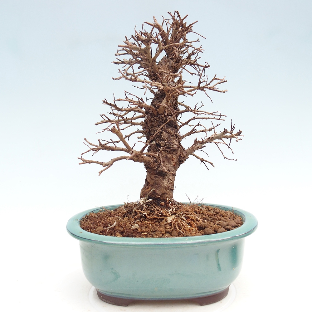 Bonsai voor buiten - Zelkova - Zelkova NIRE