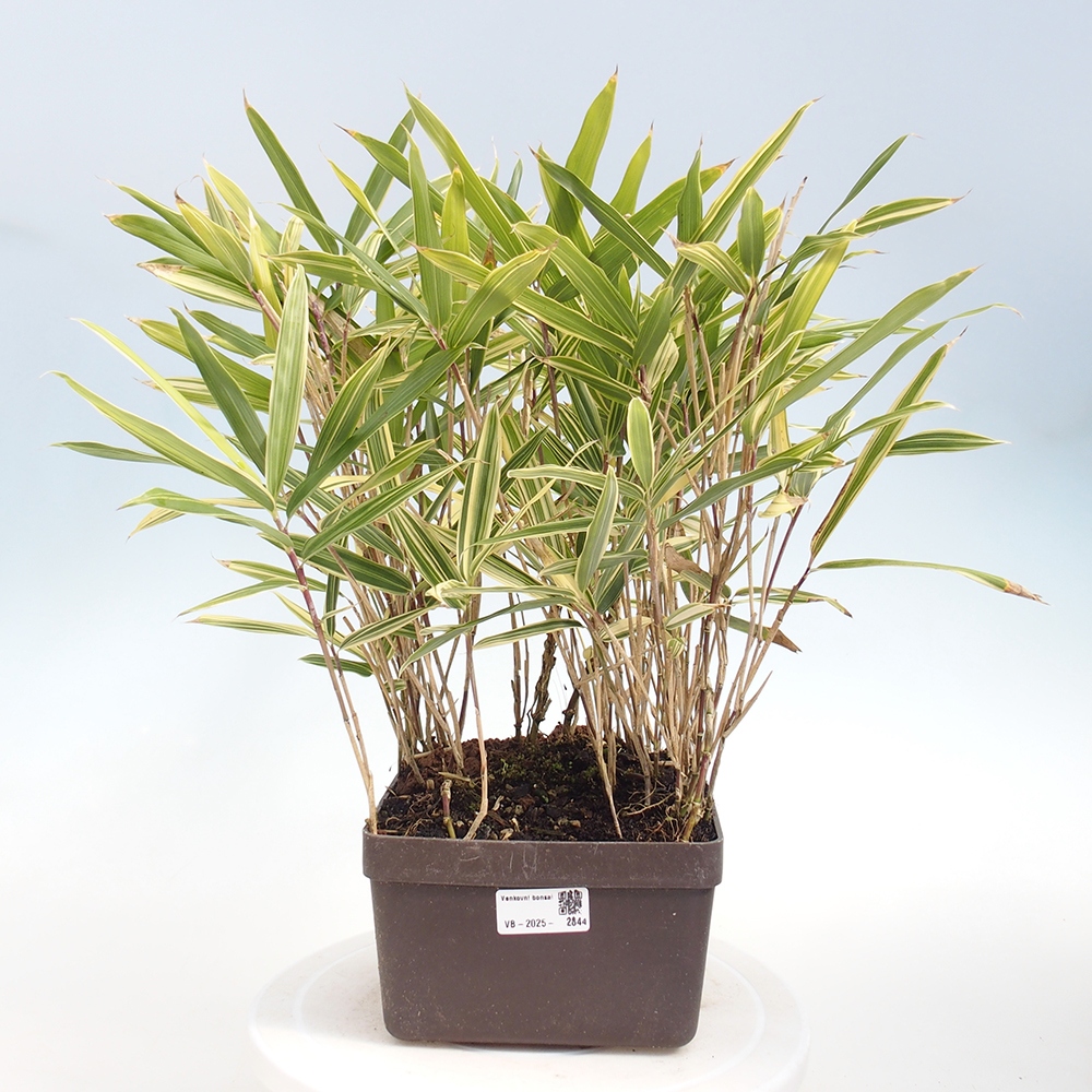 Bonsai voor buiten - Sasaella masamuneana Albostriata - Bamboe