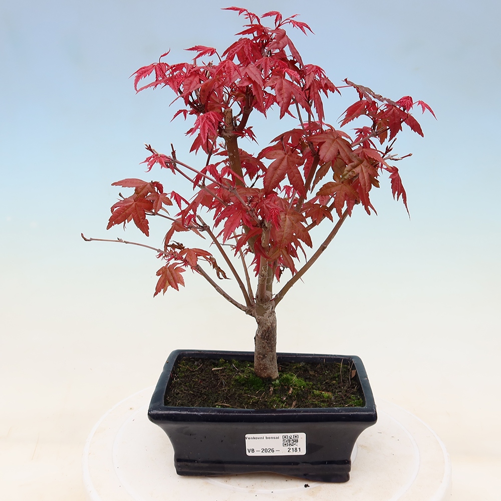 Bonsai voor buiten - Acer palmatum DESHOJO