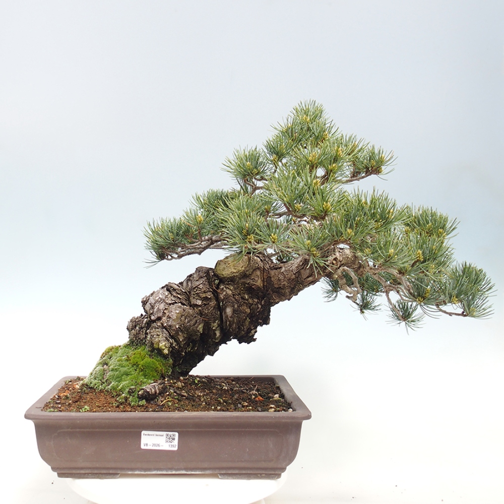 Bonsai voor buiten - Pinus parviflora - Pinus parviflora