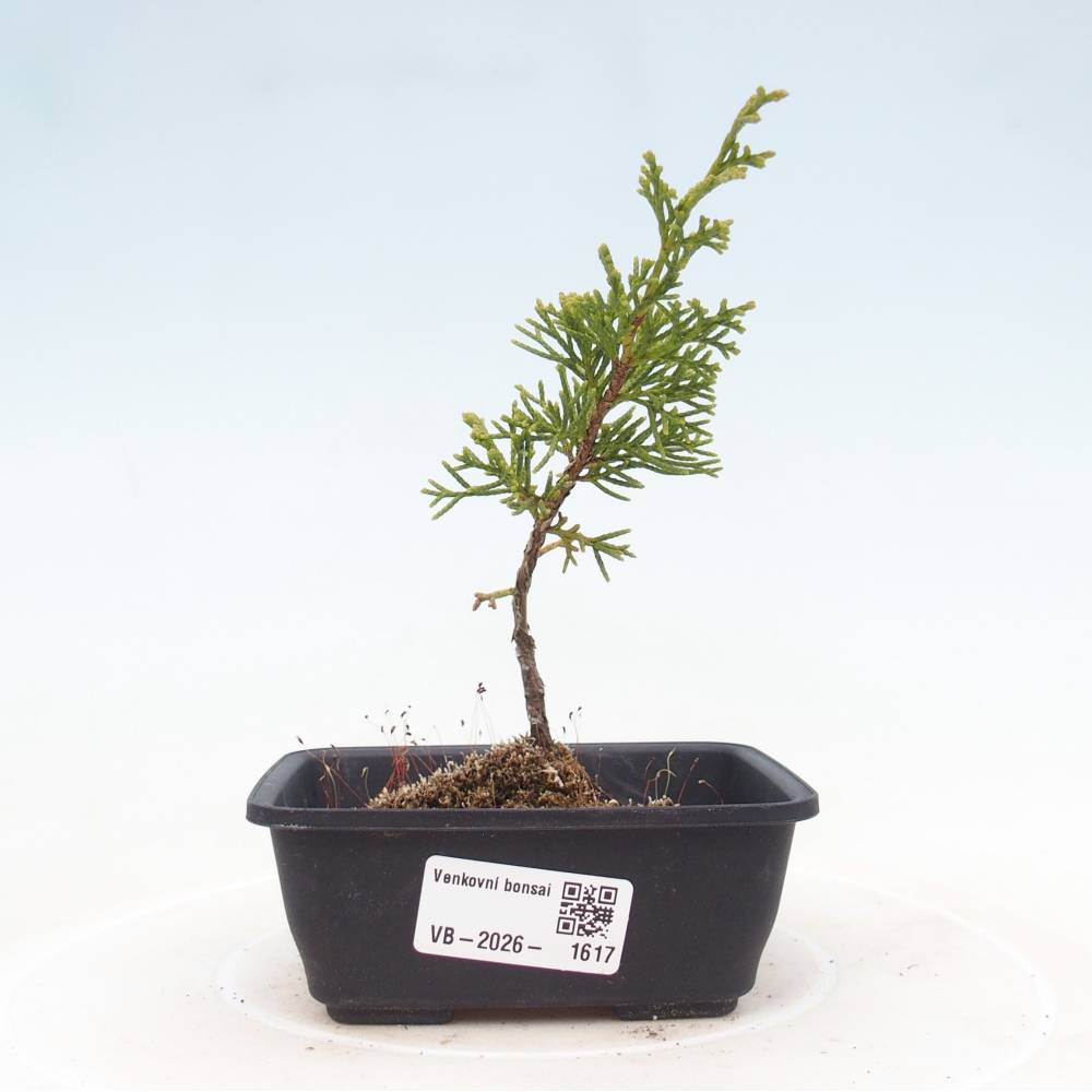 Bonsai voor buiten - Juniperus chinensis Itoigawa