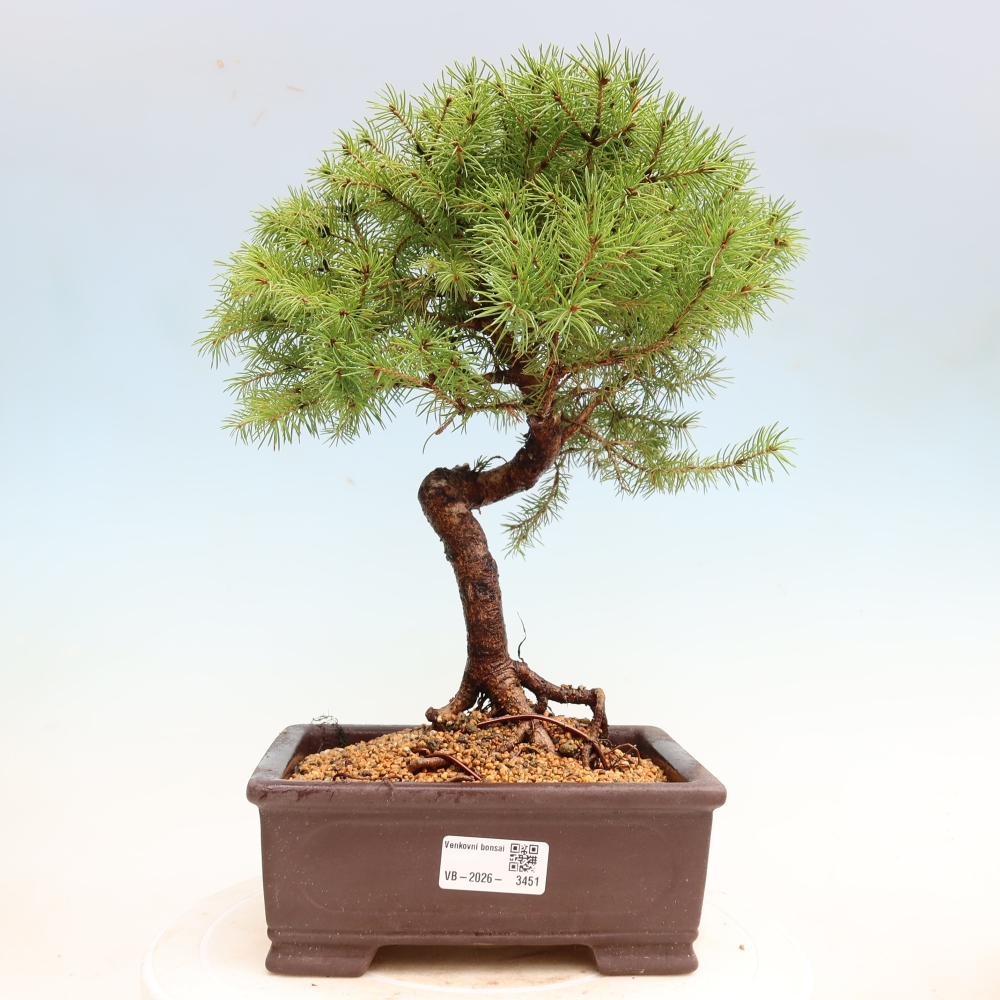 Buitenbonsai – Grijze spar – Picea glauca globe