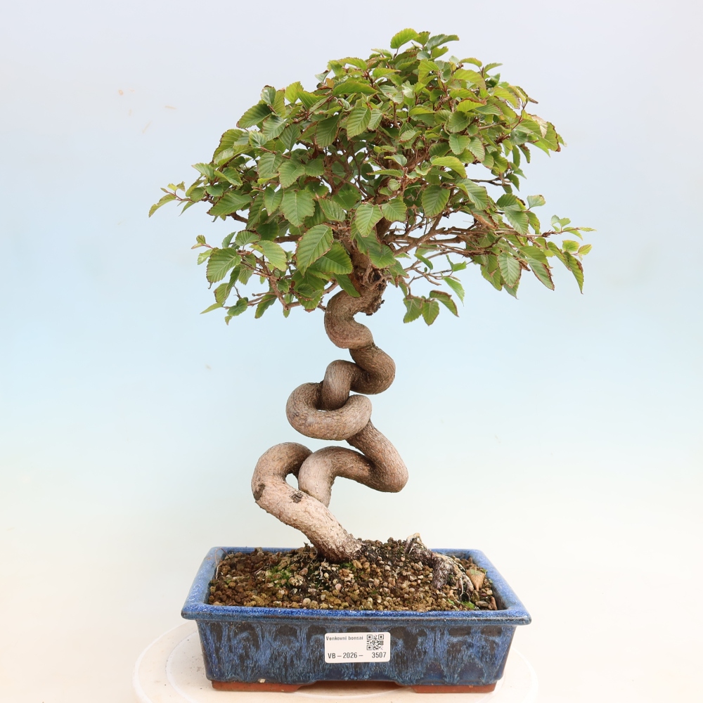 Bonsai voor buiten -Carpinus CARPINOIDES - Koreaanse haagbeuk