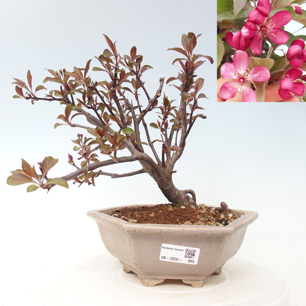 Bonsai voor buiten -Malus domestica - Roodbladige appelboom met kleine vruchten
