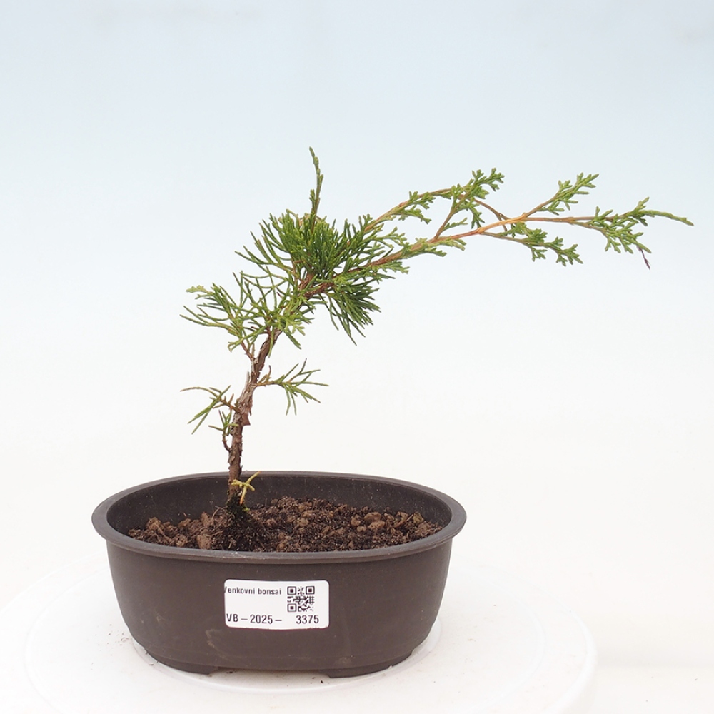 Bonsai voor buiten - Juniperus chinensis Itoigawa