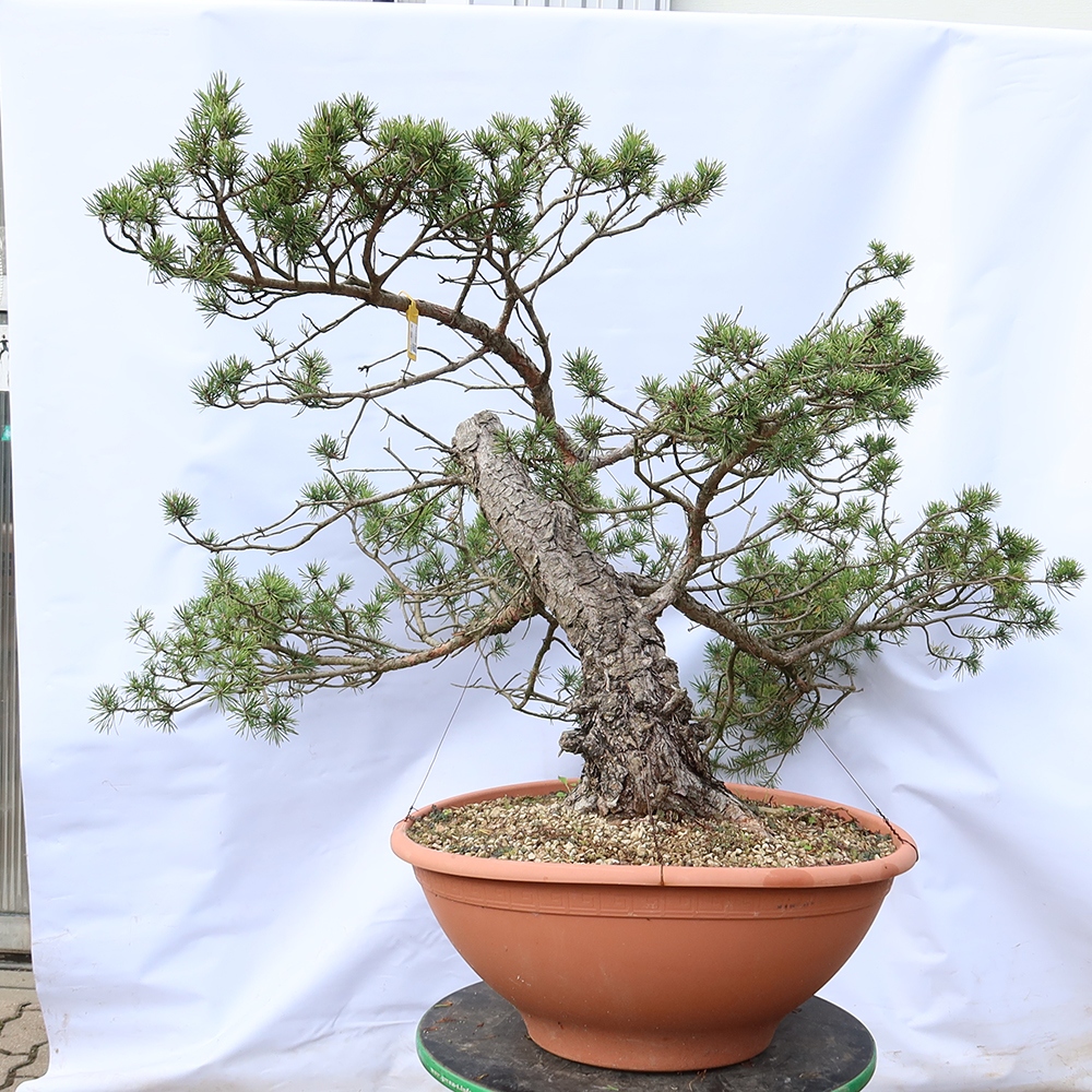 Pinus sylvestris Spanje - grove den
