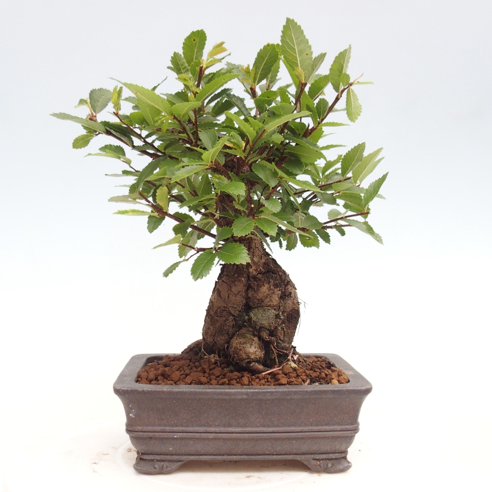 Bonsai voor buiten - Zelkova - Zelkova NIRE