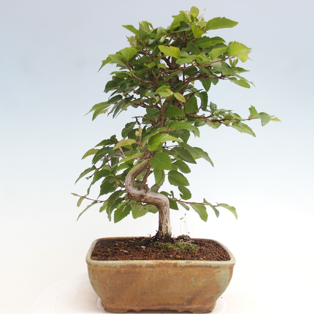 Bonsai voor buiten -Carpinus CARPINOIDES - Koreaanse haagbeuk