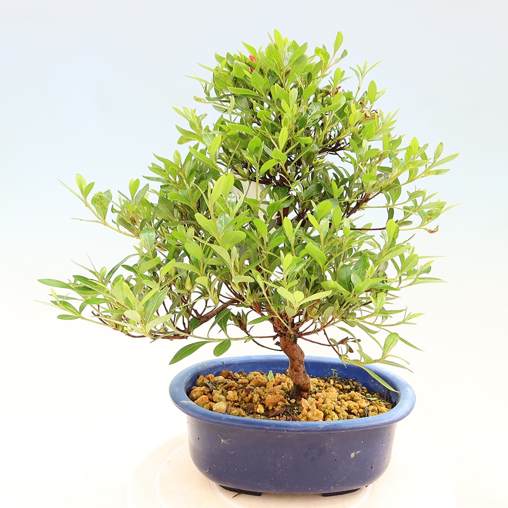 Bonsai voor buiten - Japanse azalea - Azalea Matsunami