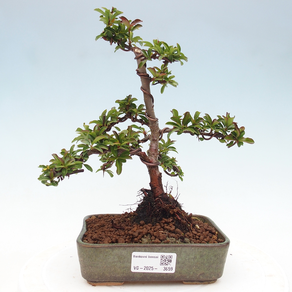 Bonsai-Pyracantha Teton voor buiten -Hlox