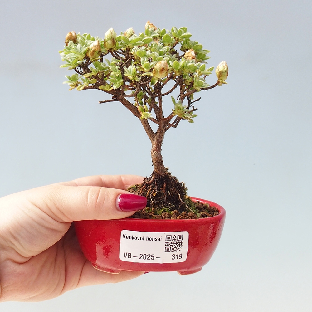 Bonsai voor buiten - Rhododendron indicum - Japanse azalea