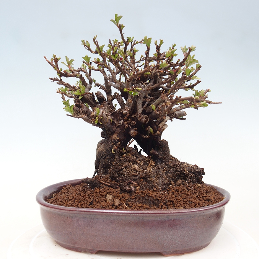 Bonsai voor buiten - Chaneomeles speciosa - Kweepeer