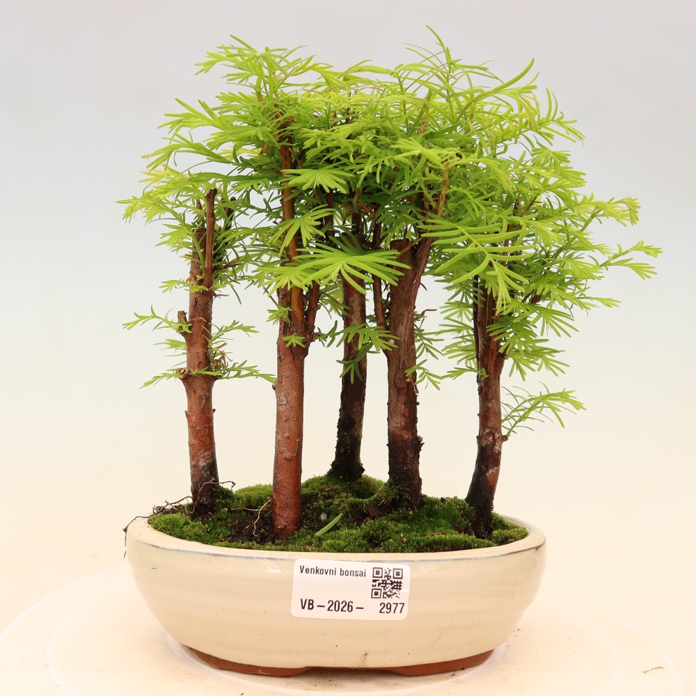 Buitenbonsai - Metasequoia glyptostroboides - Chinese metasequoia - bosje