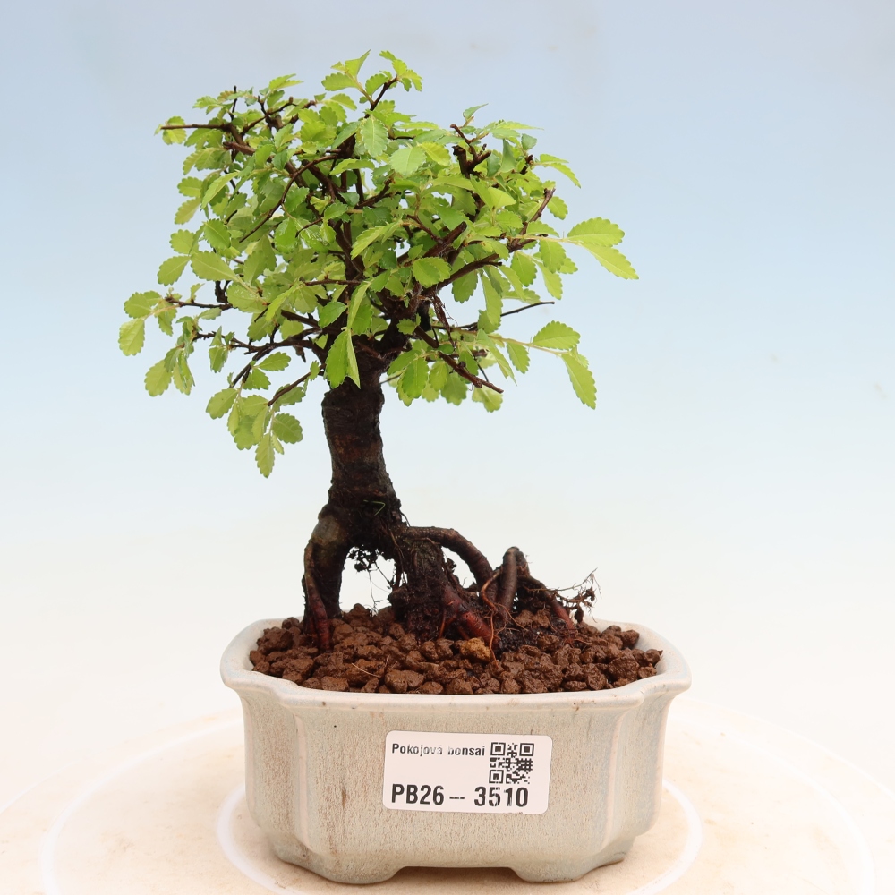 Kamerbonsai - Ulmus parvifolia - Winteriep