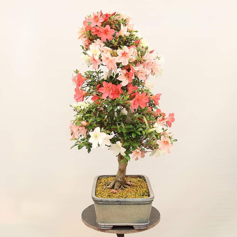 Bonsai voor buiten - Japanse Azalea - Azalea Saishun