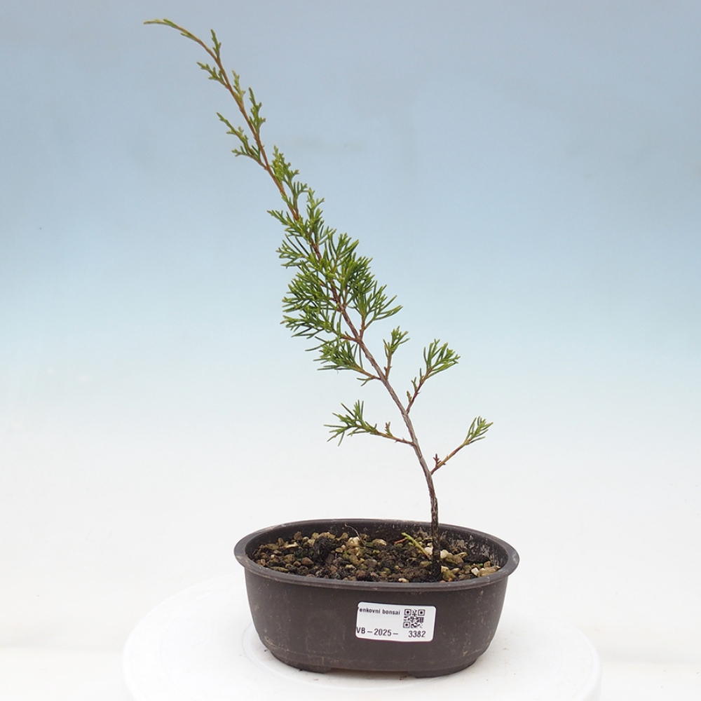 Bonsai voor buiten - Juniperus chinensis Itoigawa