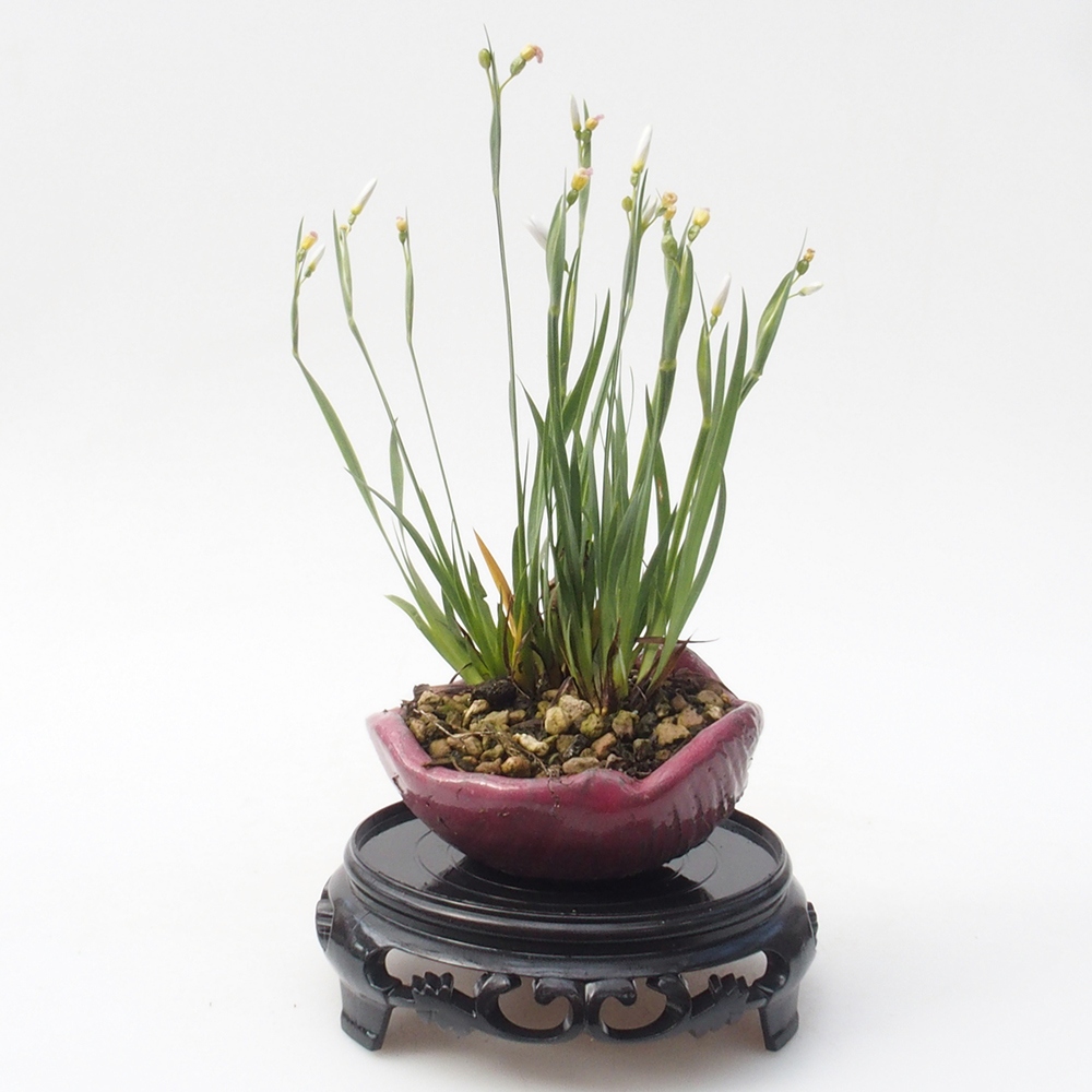 Kunststof bonsai tafel rond 11 x 11 x 3,5 cm, kleur zwart