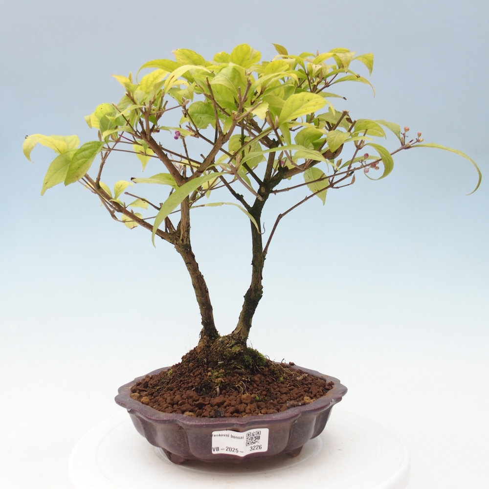 Bonsai voor buiten - Callicarpa japonica