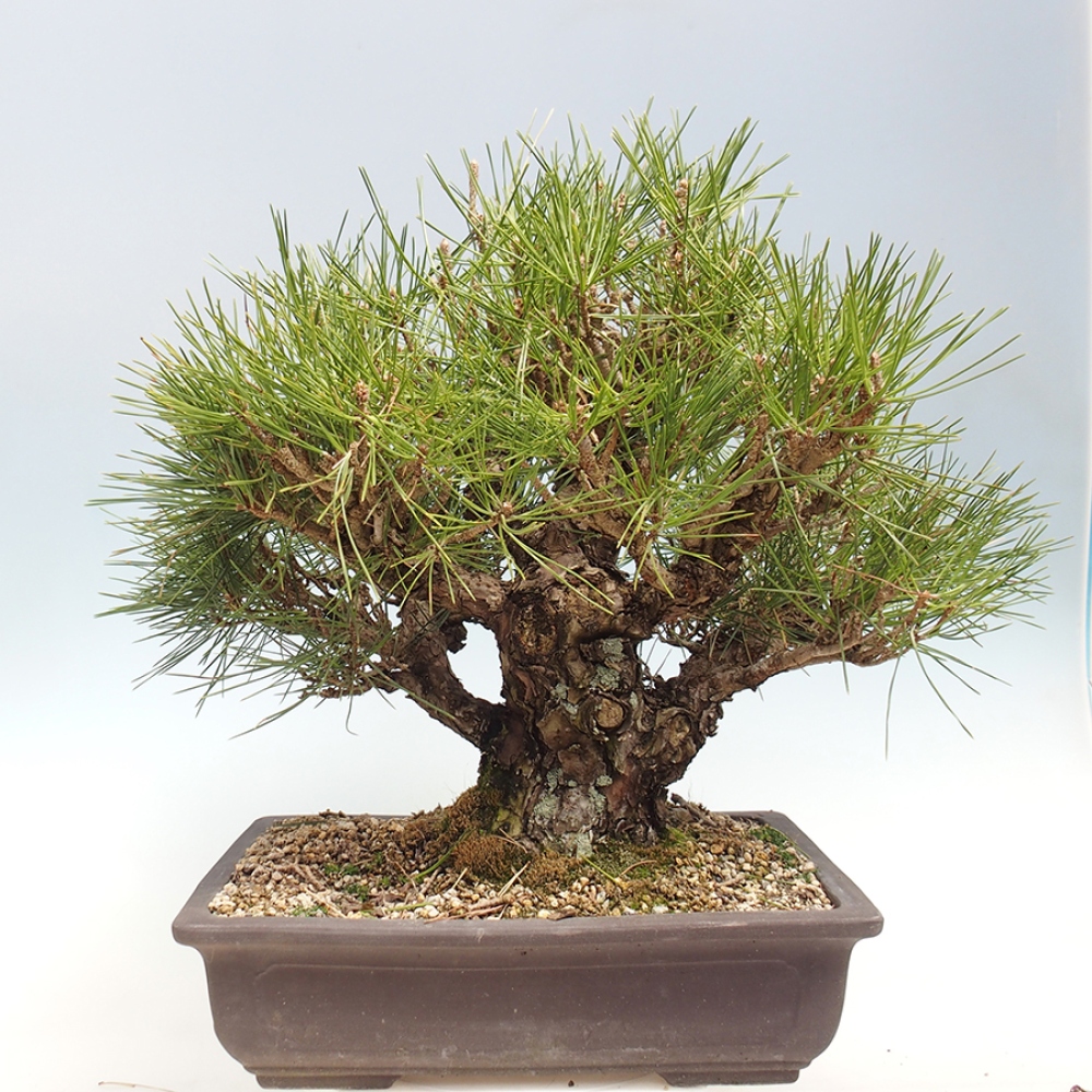 Bonsai voor buiten - Pinus thunbergii - Thunberg den