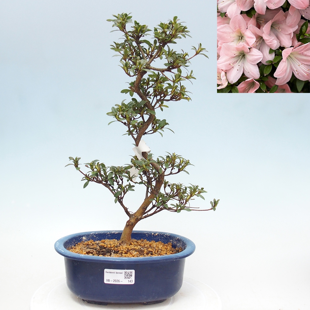 Bonsai voor buiten - Japanse Azalea - Azalea Jukokan