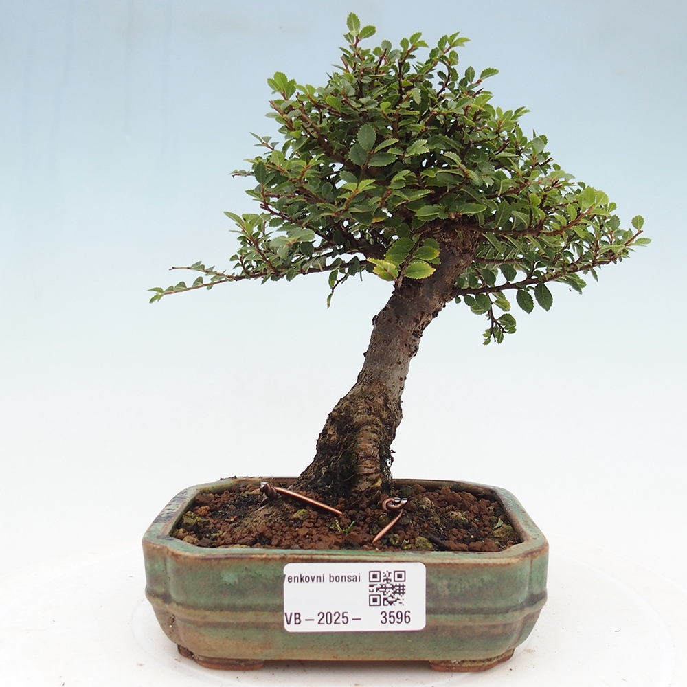 Bonsai voor buiten - Ulmus parvifolia Hokkaido - Chinese iep