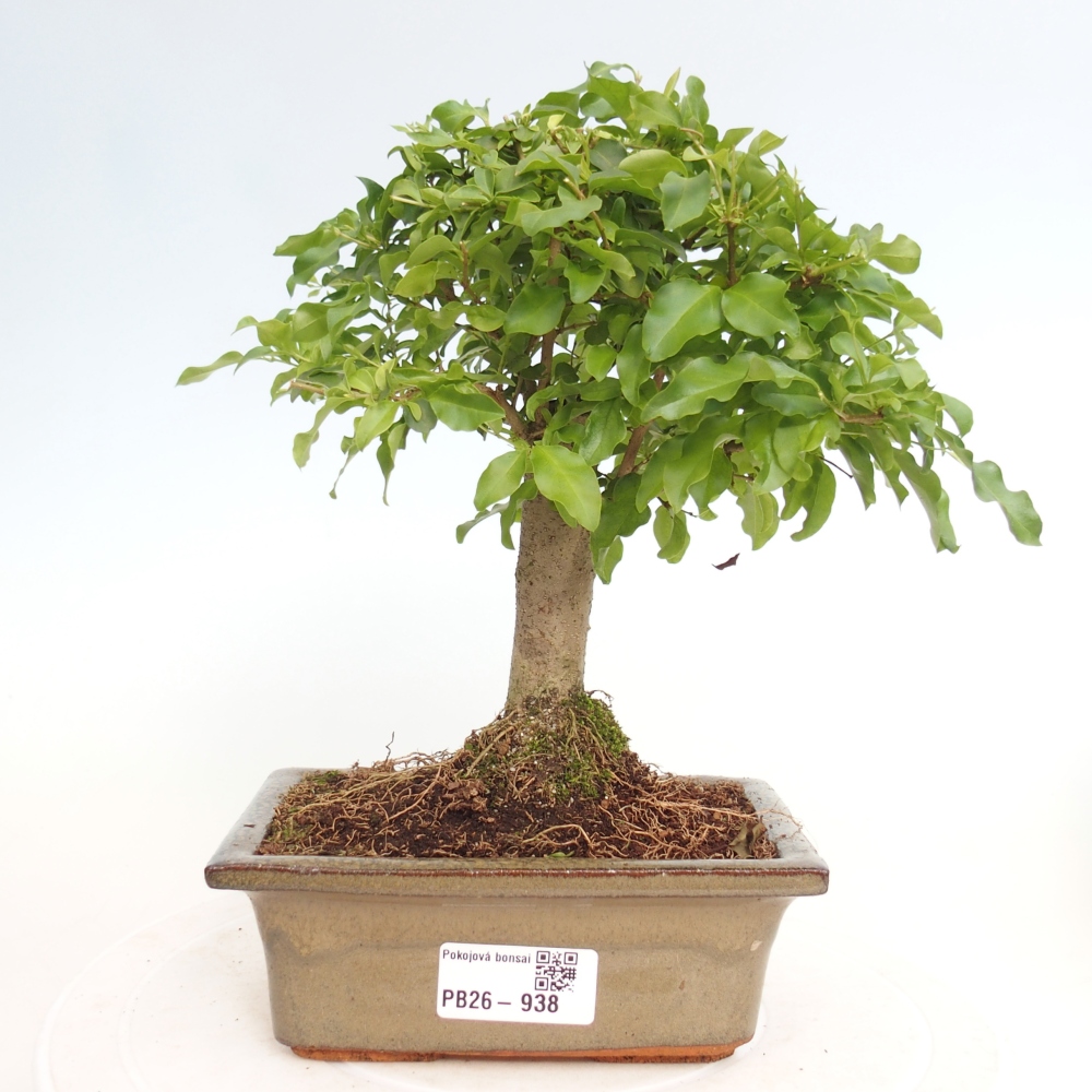 Kamerbonsai -Ligustrum chinensis - Vogelsnavel