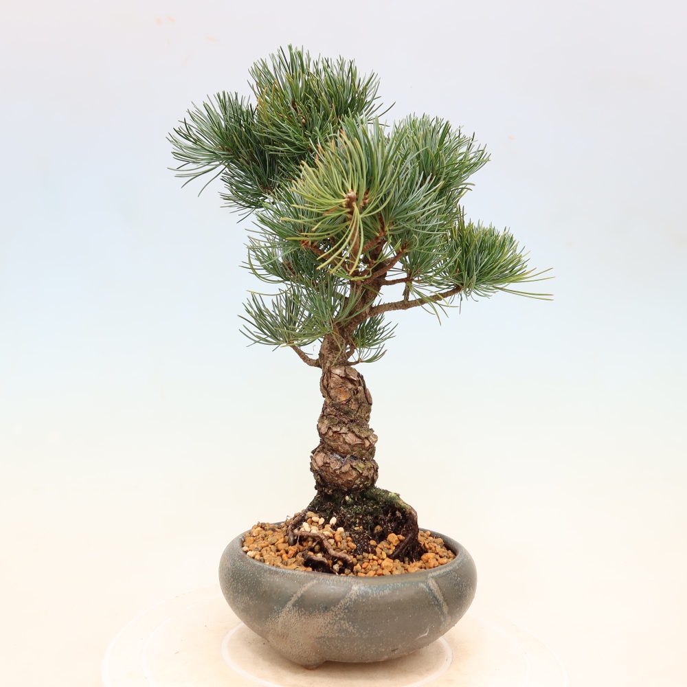 Bonsai voor buiten - Pinus parviflora - Pinus parviflora