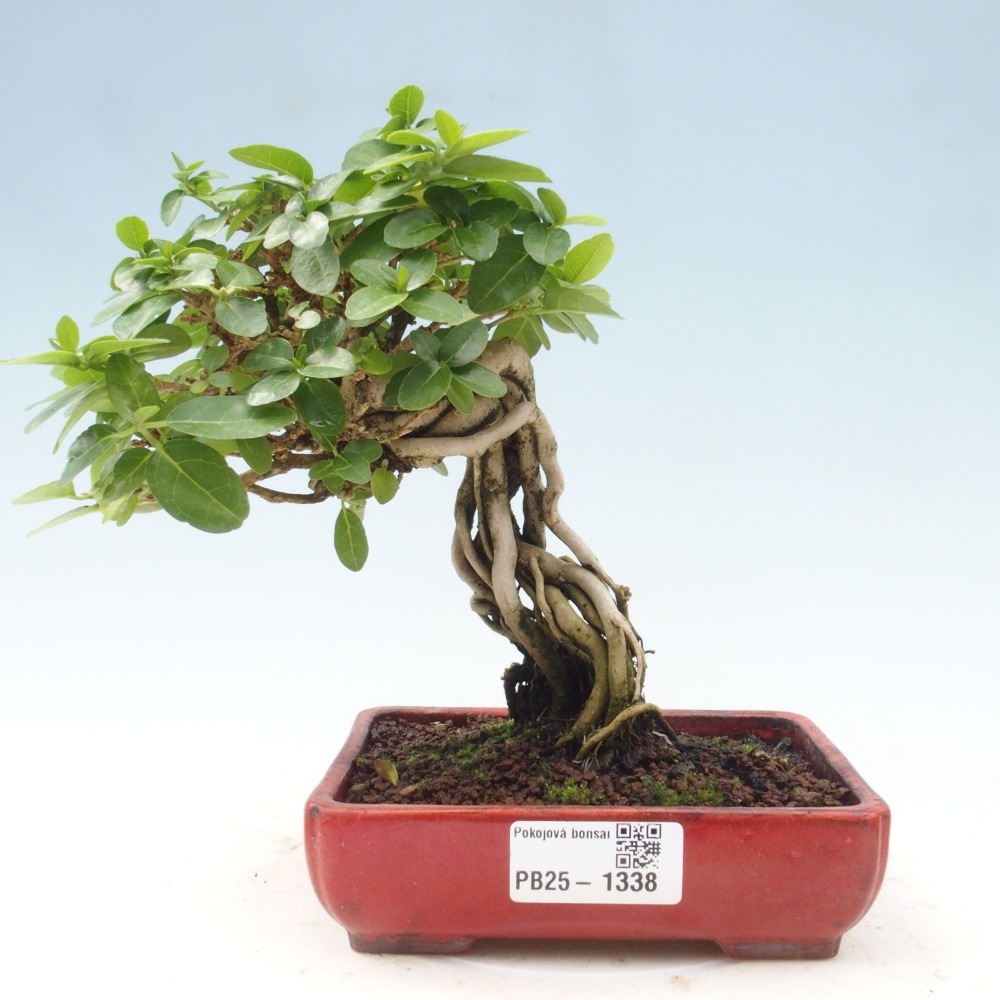 Bonsai voor binnen - Premna serratifolia - Kozlovna malolista