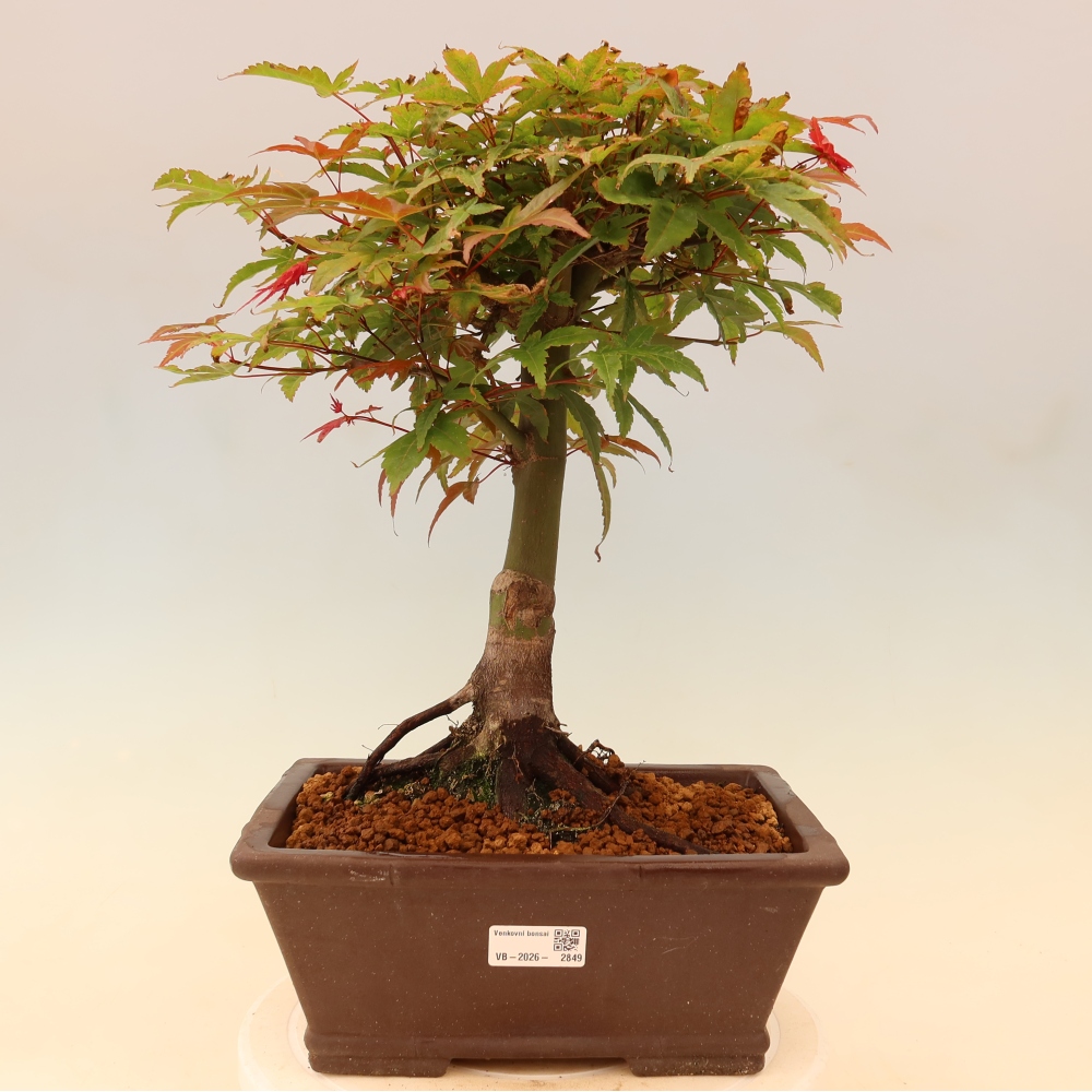 Noorse esdoorn - Acer palmatum Beni Tsukasa