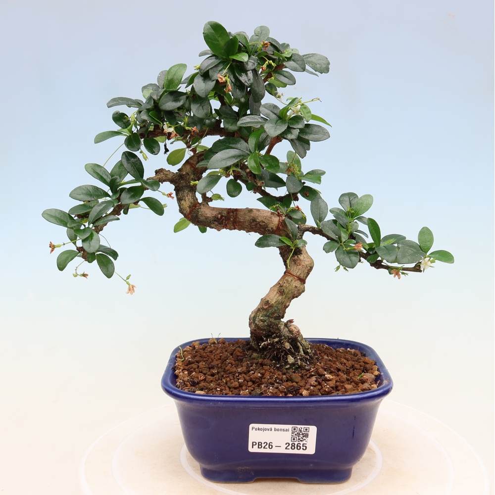 Kamerbonsai - Carmona macrophylla - Thee fuki