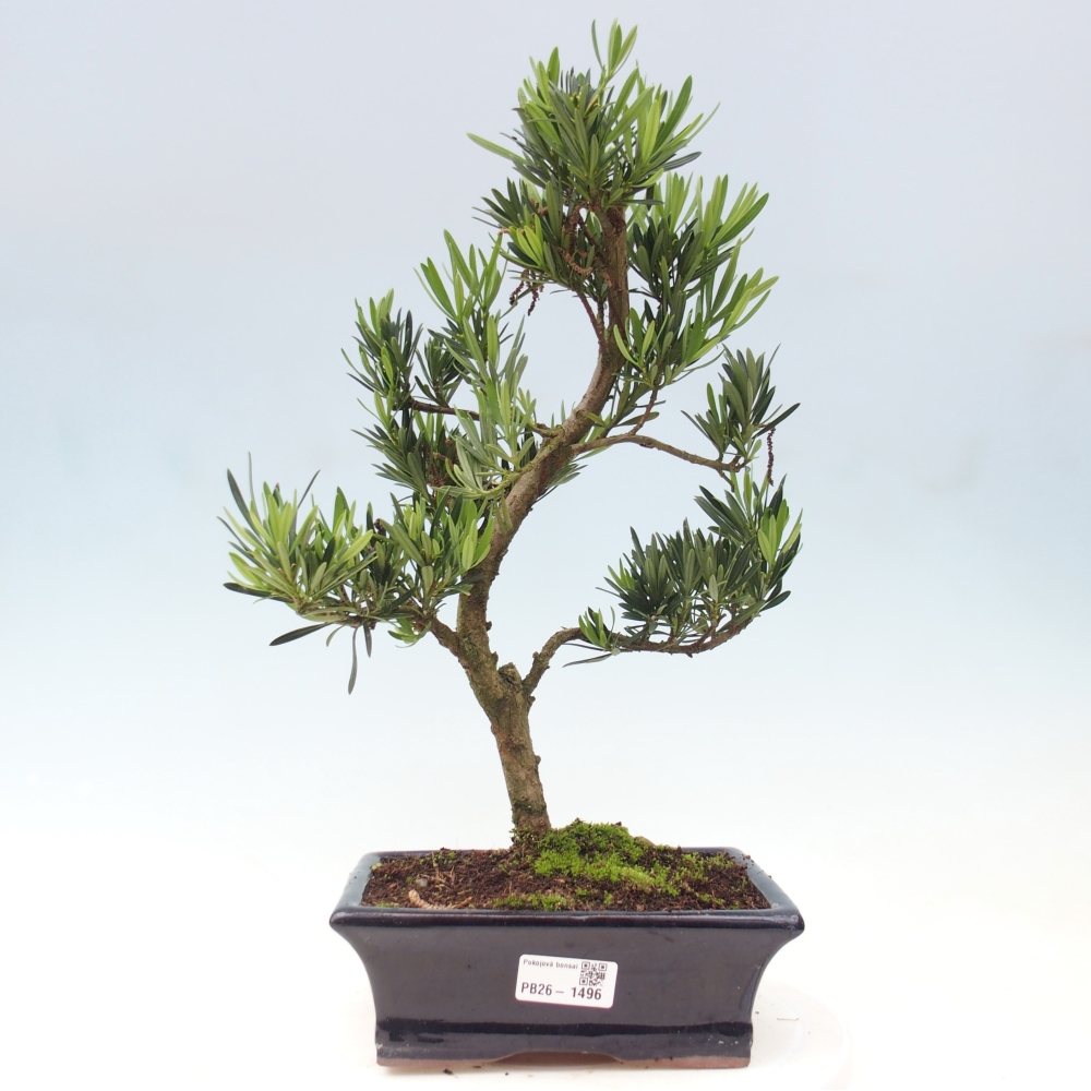 Kamerbonsai - Podocarpus - Taxus