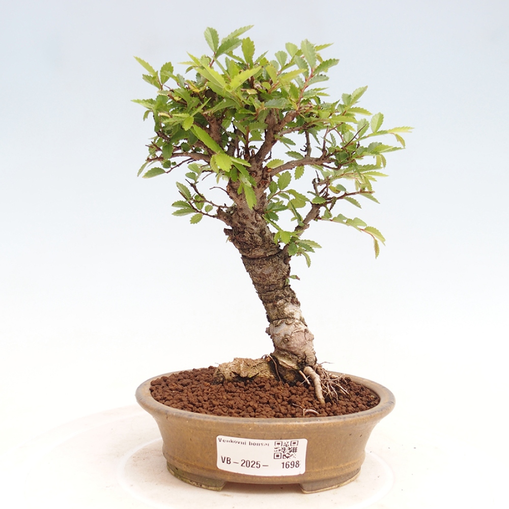 Bonsai voor buiten - Zelkova - Zelkova NIRE
