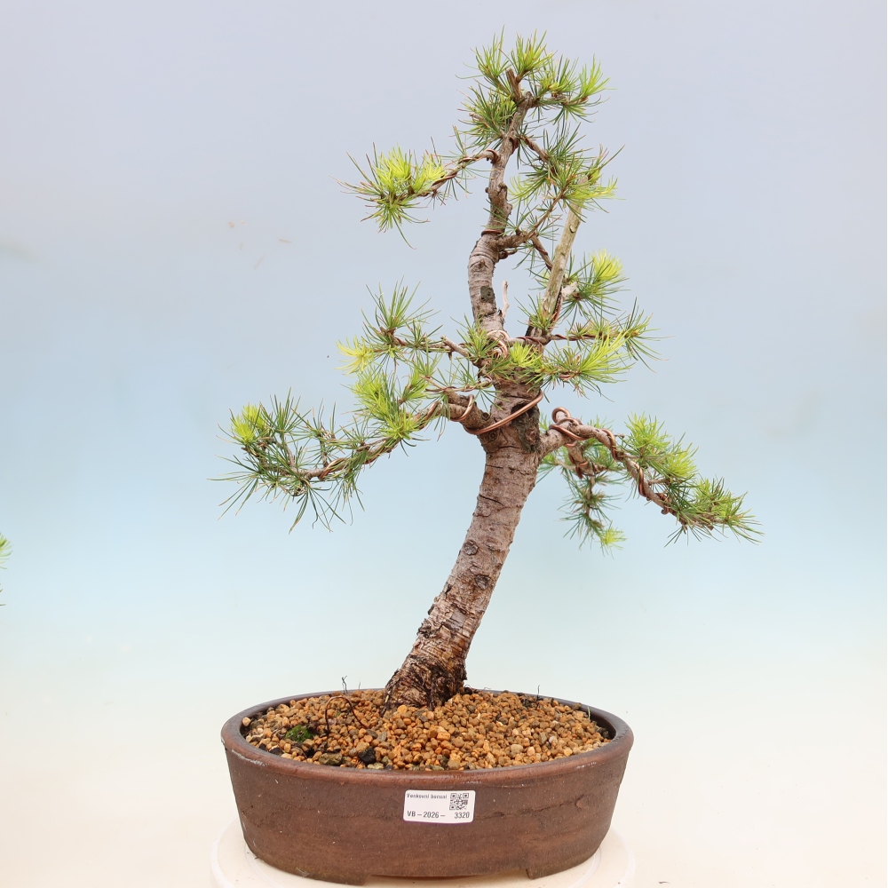 Bonsai voor buiten -Larix decidua - Lariks