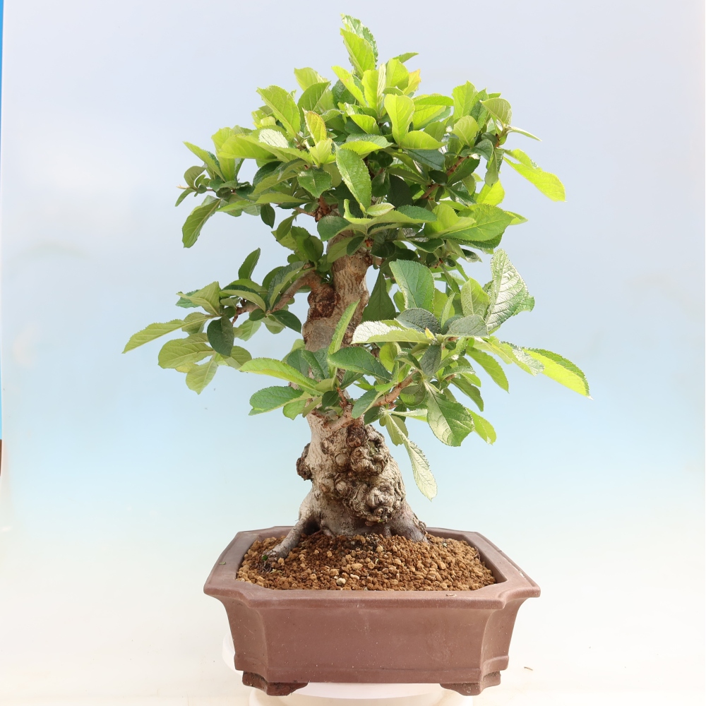 Bonsai voor buiten - Photinia villosa