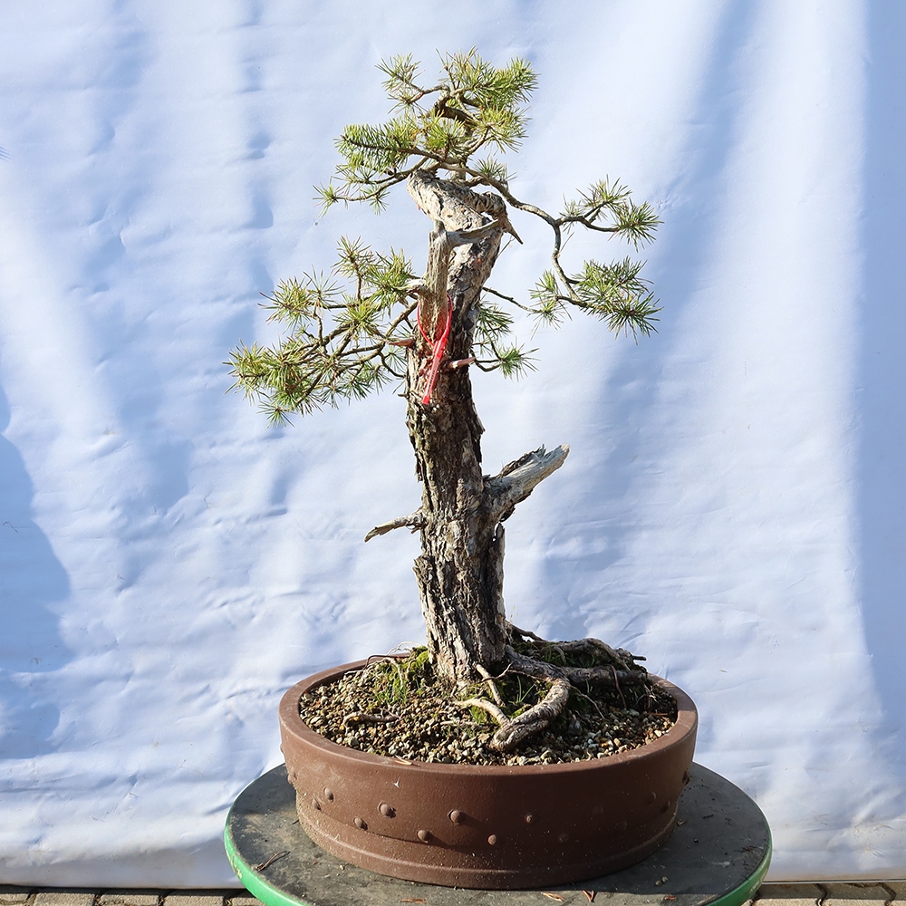 Pinus sylvestris Spanje - grove den