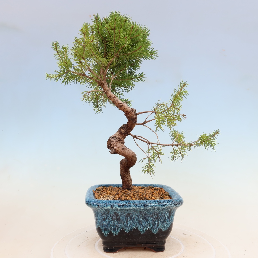 Bonsai voor buiten - Gewone spar - Picea glauca bol